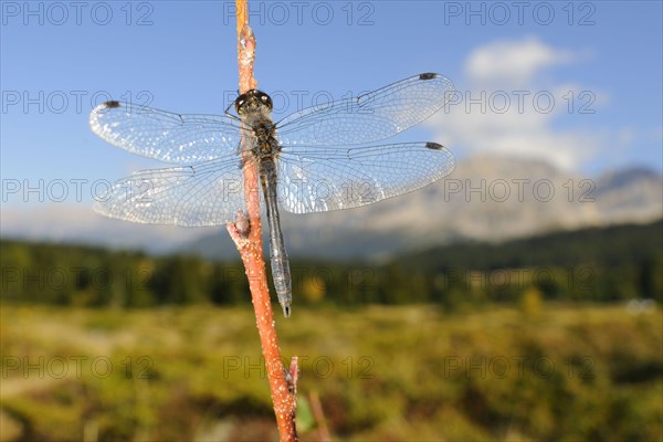 Black Darter