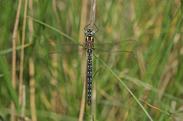 Hairy dragonfly