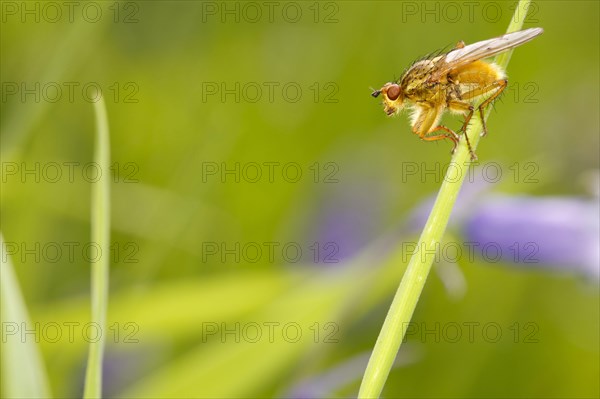 Yellow Dungfly