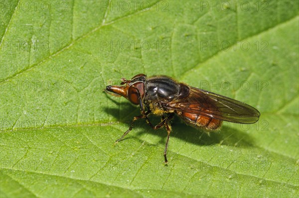 Common snout hoverfly