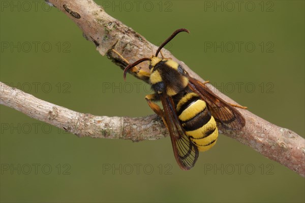 Hornet Clearwing