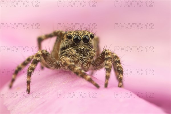 Fencepost Jumping Spider