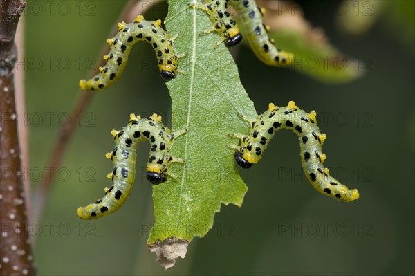 Dusky birch sawfly