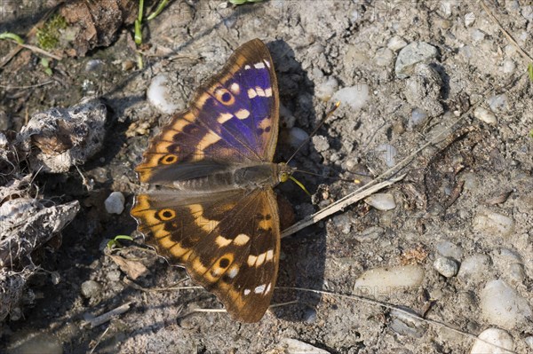 Lesser Purple Emperor