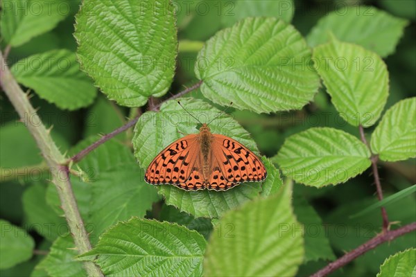 High brown fritillary