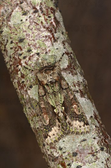 Green-brindled crescent