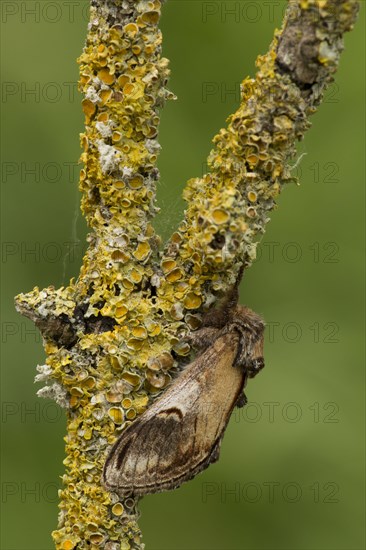 Pebble Prominent