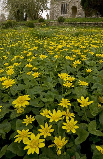 Lesser Celandine