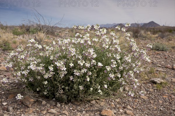 Bicolored Fan-mustard