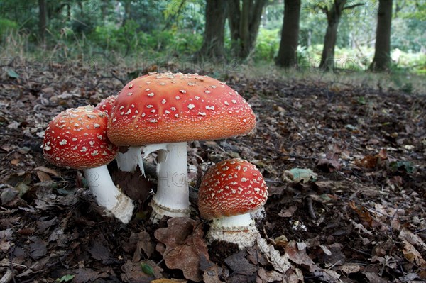 Fly agaric