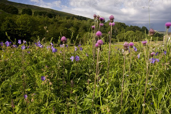 Flowering Melancholy Thistle