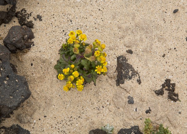 Coastal Ragwort