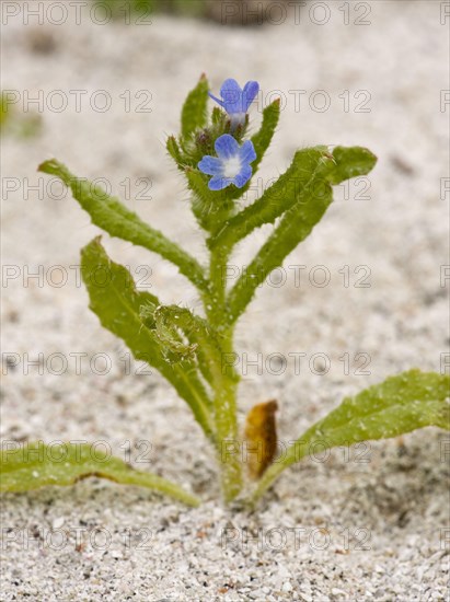 Lesser Bugloss