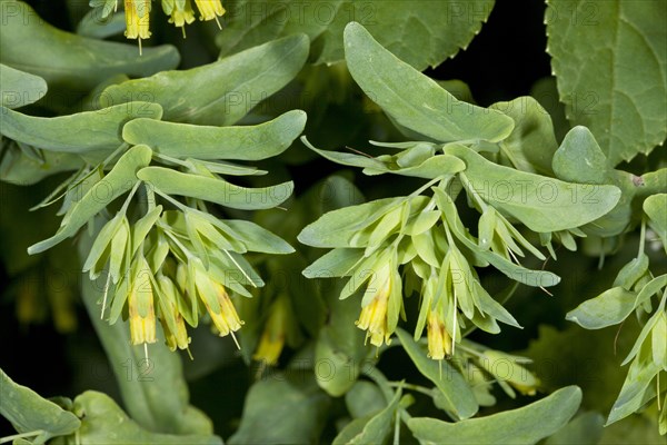 Smooth Honeywort