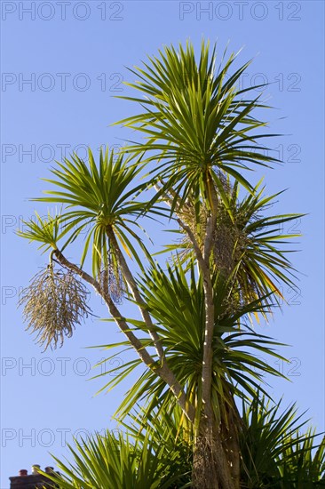 Habit of cabbage tree