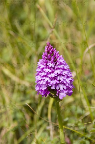 Pyramidal orchid