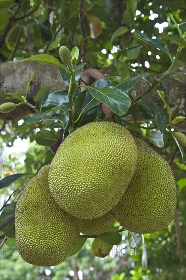 Jackfruit tree