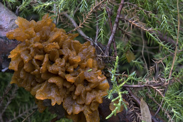 Cedar-apple Rust