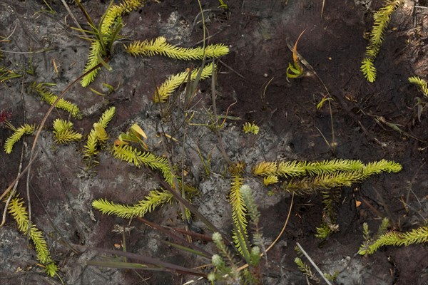 Marsh Clubmoss