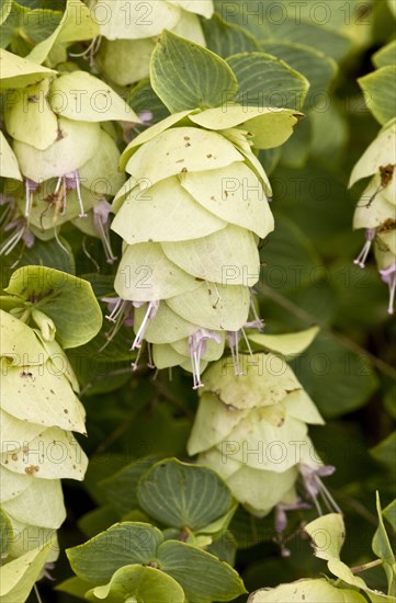 Wild Marjoram