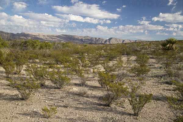 Creosote Bush