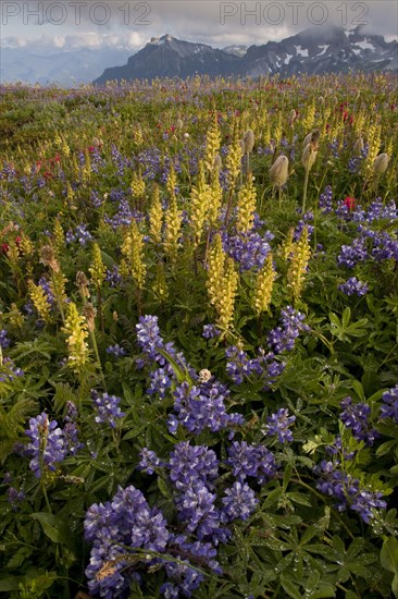 Alpine wildflowers