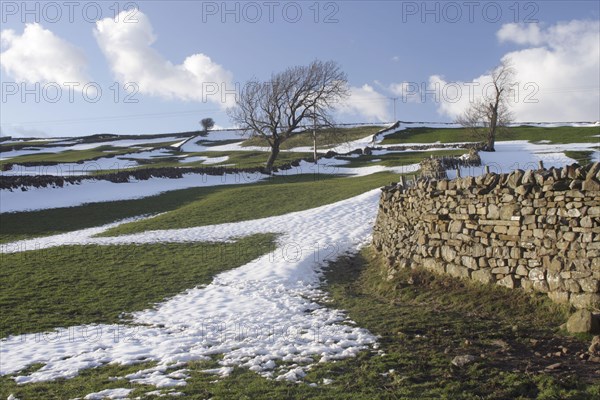 View of dry stone walls and bare trees on hillside with melting snow