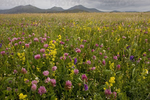 Machair habitat with red clover and lady's bedstraw