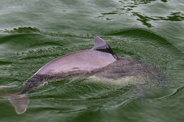 Harbour porpoise