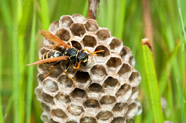 Vespula germanica