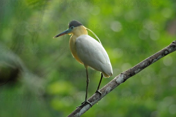 Capped Heron