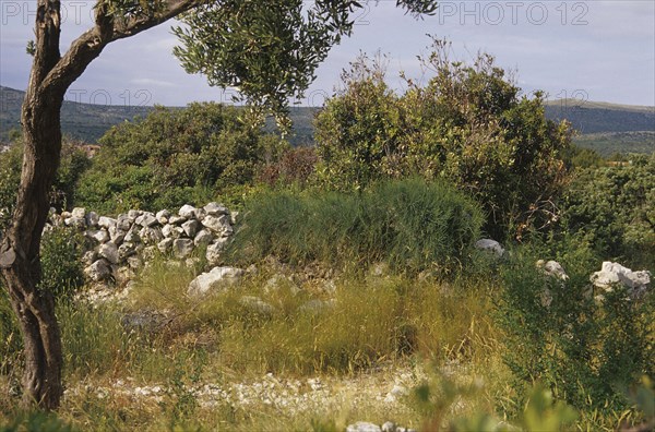 (Ephedra) in Croatia