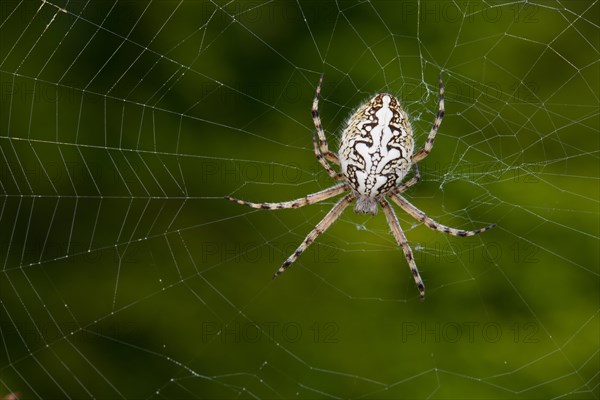 European garden spider