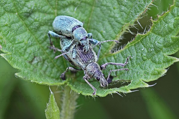 Green weevil