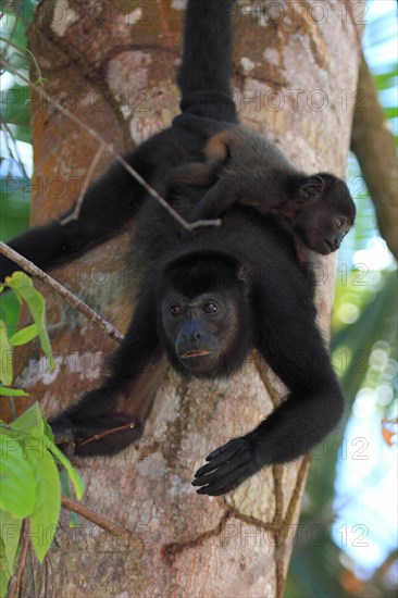 Mantled howler monkey