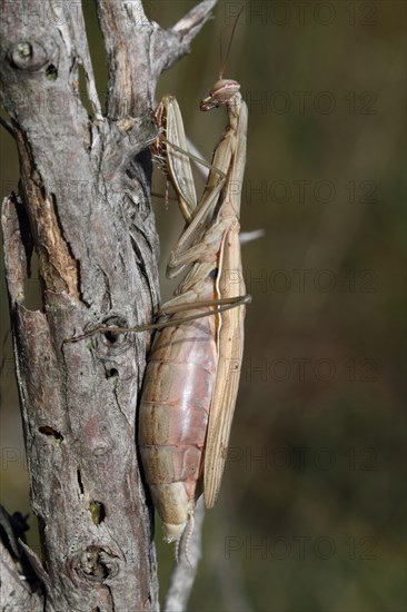 Praying mantis