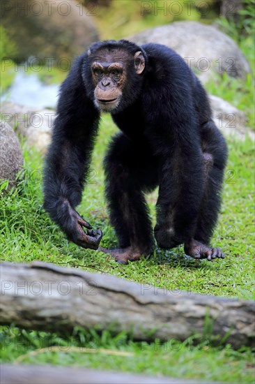 Chimpanzee