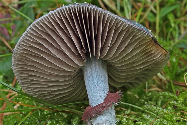 Verdigris mushroom