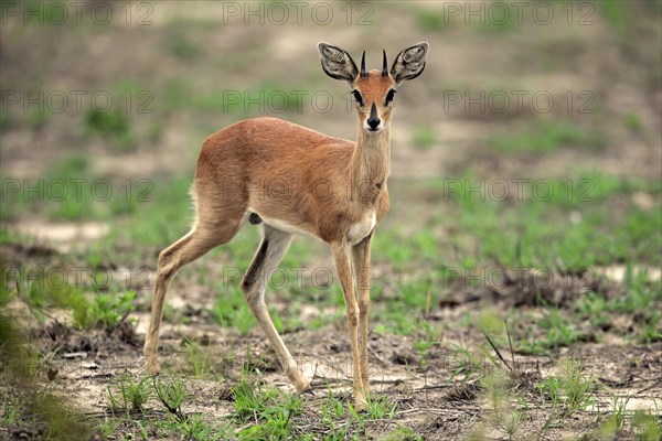 Steenbok