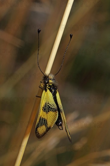 Eastern Butterfly Shaft