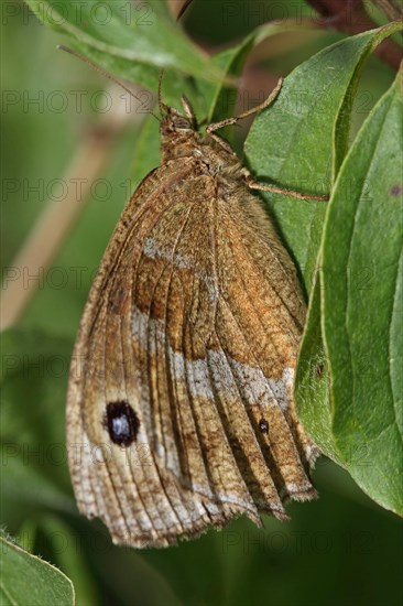 Blue-eyed Forest Porter