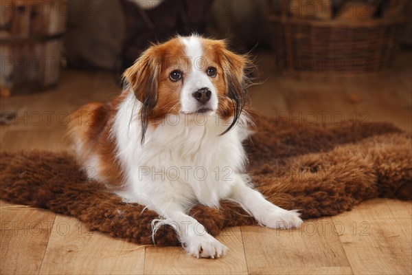 Kooikerhondje