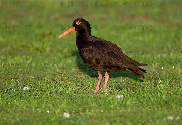 Sooty oystercatcher