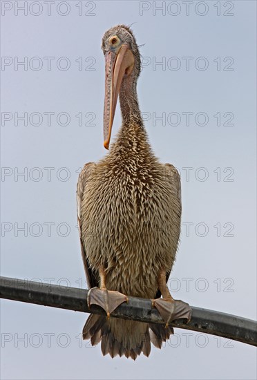 Spot-billed Pelican