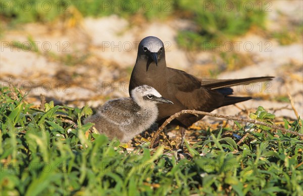 Noddy tern