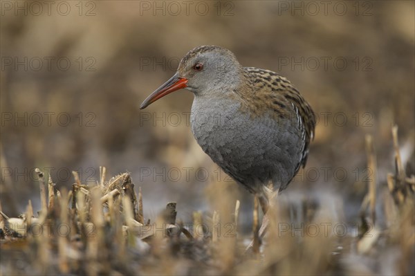 Water Rail