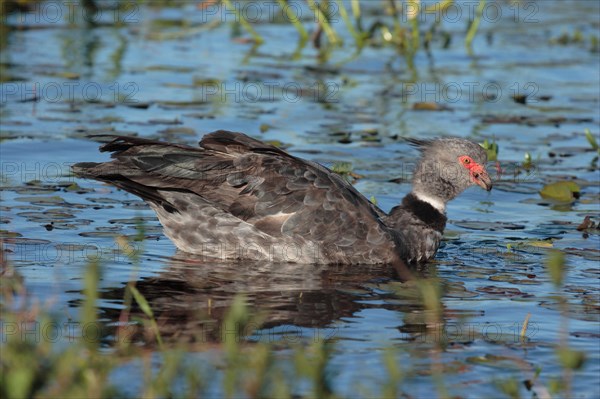 Weir Bird