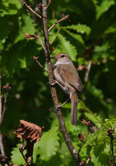 Manchurian Bush-warbler