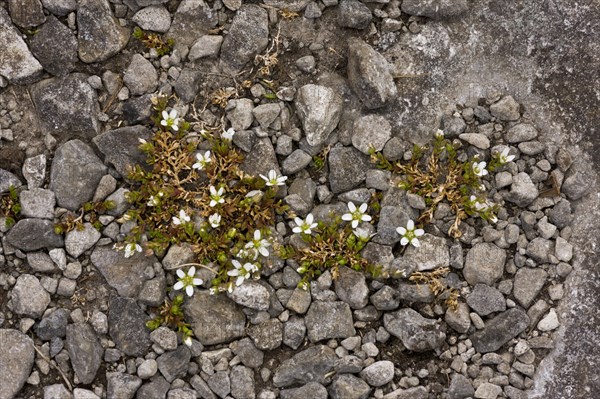 Norwegian sandwort