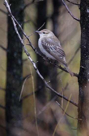 White-winged Triller